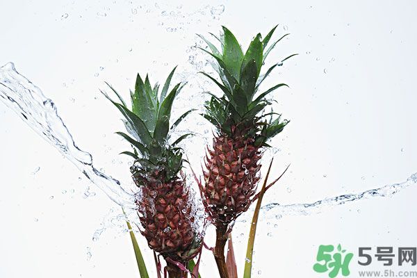 菠蘿和螃蟹能一起吃嗎？菠蘿能與螃蟹同吃嗎？