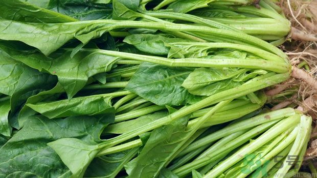 吃菠菜能補(bǔ)鐵嗎？吃蔬菜鐵效果好嗎？