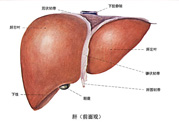 得了脂肪肝該怎么治？脂肪肝對(duì)人體危害有多大？