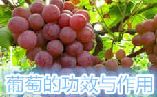 巨峰葡萄的熱量高嗎 巨峰葡萄的含糖量是多少