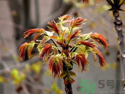 香椿好吃嗎？香椿可以做菜嗎？