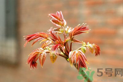香椿好吃嗎？香椿可以做菜嗎？