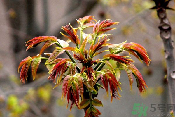 香椿好吃嗎？香椿可以做菜嗎？
