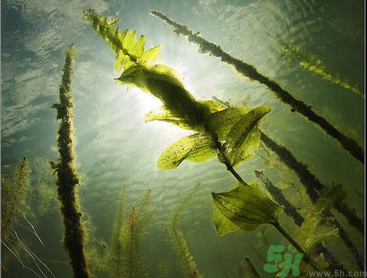 海帶用冷水泡還是熱水泡發？海帶怎么泡才不會發硬？