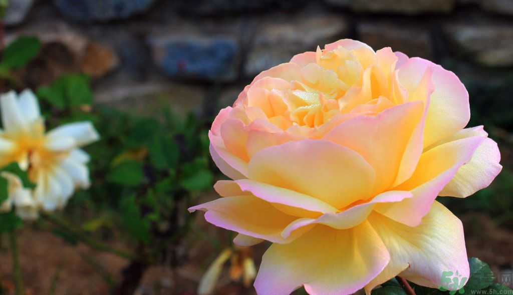 牡丹花茶可以美白嗎？喝牡丹花可以美白嗎？