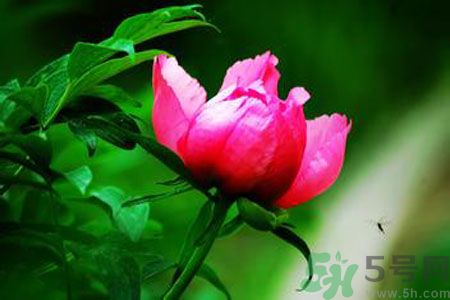 牡丹花茶可以美白嗎？喝牡丹花可以美白嗎？