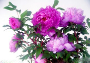 牡丹花可以吃嗎？牡丹花怎么做好吃？