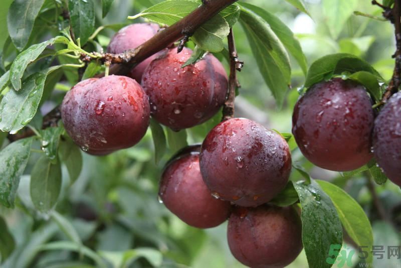 李子是發(fā)物嗎？李子是不是發(fā)物？