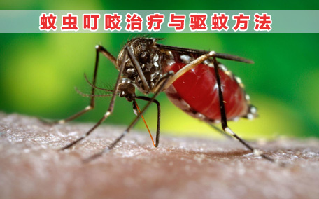 蚊香可以殺死小飛蟲嗎 蚊香可以殺死蒼蠅嗎