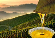 茶籽油可以天天吃嗎？可以每天用茶籽油炒菜嗎？