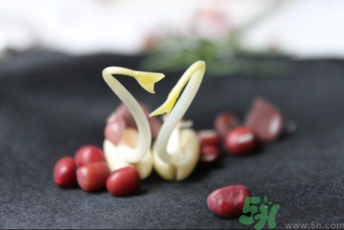 紅豆可以發(fā)豆芽嗎？紅豆芽可以吃嗎？