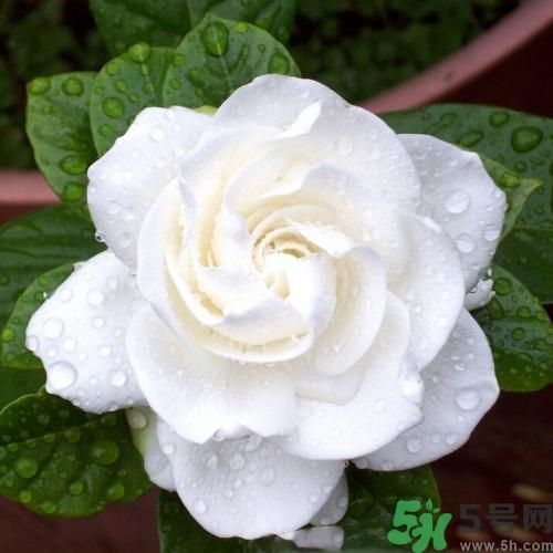 梔子花茶可以補(bǔ)血嗎？貧血可以喝梔子花茶嗎？