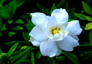梔子花茶可以降血壓嗎？梔子花泡水可以降血壓嗎？