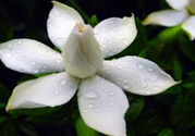梔子花茶可以補血嗎？貧血可以喝梔子花茶嗎？