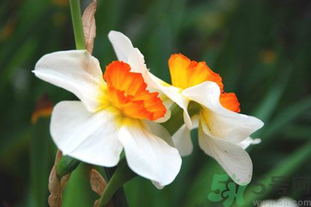 父親節(jié)送什么花好？父親節(jié)送什么花？