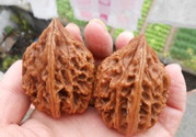 核桃發苦是怎么回事?核桃發苦還能吃嗎