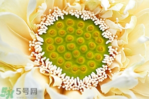 蓮蓬是什么東西？蓮蓬是什么顏色的？