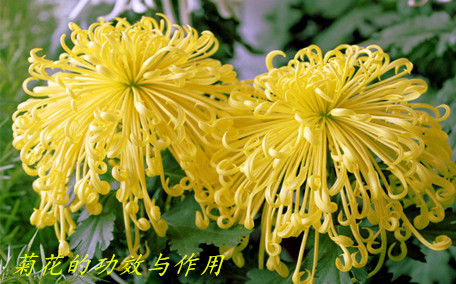菊花茶會影響睡眠嗎 菊花茶會拉肚子嗎