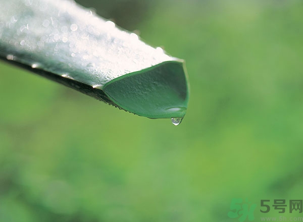 蘆薈能治痱子嗎？長痱子用什么藥？