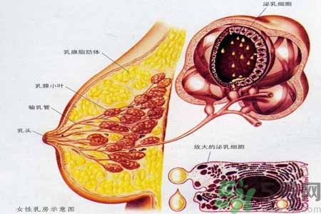 乳房脹痛的原因？乳房脹痛怎么辦？