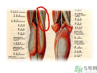 韌帶斷裂吃什么好得快？前十字韌帶斷裂吃什么補(bǔ)品？