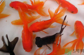 家里養(yǎng)什么魚(yú)好？家里養(yǎng)魚(yú)幾條最好？
