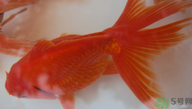 家里養(yǎng)什么魚(yú)好？家里養(yǎng)魚(yú)幾條最好？