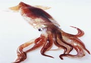 魷魚怎么處理？干魷魚怎么泡發？
