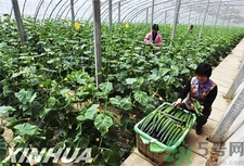 有機蔬菜是什么意思?有機蔬菜和無機蔬菜的區別