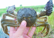 盤錦河蟹什么時候最好？盤錦河蟹什么時候最肥？