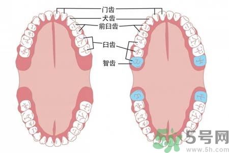 智齒一定要拔掉嗎？什么樣的智齒可以不拔？
