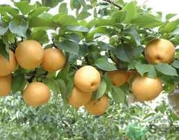 吃豐水梨的好處？豐水梨好吃嗎？