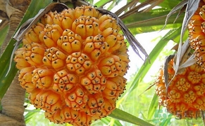 山菠蘿怎么吃？山菠蘿的功效與作用