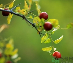酸棗什么時候成熟？酸棗什么時候上市？