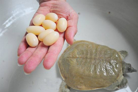 小孩能吃甲魚嗎？小孩能吃甲魚蛋嗎？