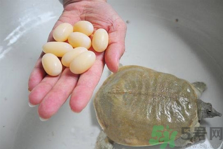 甲魚蛋能吃嗎？甲魚蛋怎么做好吃？