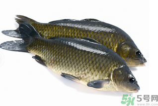 活鯉魚(yú)怎么保存？鯉魚(yú)怎么養(yǎng)才不容易死？