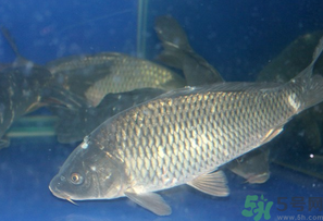 活鯉魚(yú)怎么保存？鯉魚(yú)怎么養(yǎng)才不容易死？