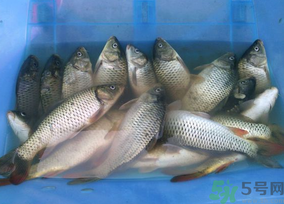 活鯉魚(yú)怎么保存？鯉魚(yú)怎么養(yǎng)才不容易死？