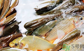 鯉魚死了怎樣保鮮？鯉魚死后怎么保存？