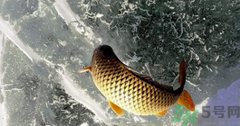 鯉魚死了怎樣保鮮？鯉魚死后怎么保存？