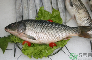 鯉魚死了怎樣保鮮？鯉魚死后怎么保存？