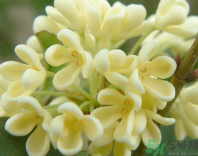桂花怎么做香水？新鮮桂花怎么做香水？