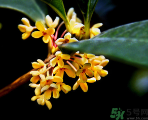 桂花怎么做香水？新鮮桂花怎么做香水？