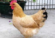 三黃雞多少錢一斤？三黃雞多少錢一只？