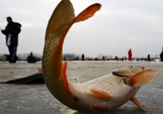 冬天釣魚用什么餌料？冬天釣魚用什么小藥？