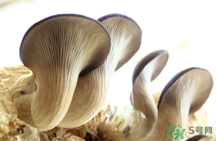 平菇不能和什么一起吃？平菇不能與什么同食？