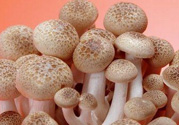 草菇可以放冰箱嗎？草菇放冰箱還能吃嗎？