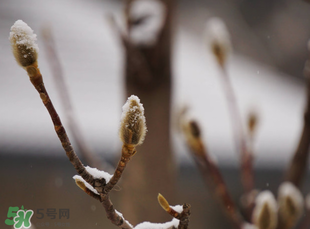 七九是哪一天？2017年七九是哪天？