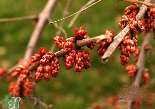 高血脂泡腳用什么藥好？高血脂用什么藥泡腳？